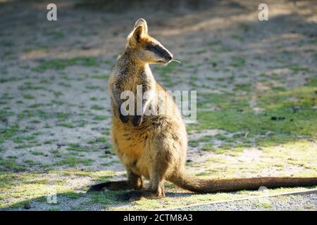 Cangorooh e bambino, animali, Australia Foto Stock