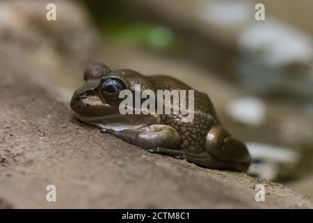 Cangorooh e bambino, animali, Australia Foto Stock