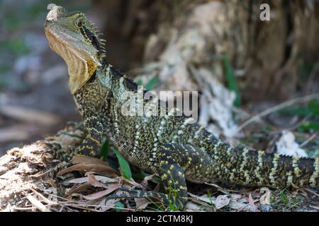 Vita con cangoroo, farfalla, natura a Noosa Head Australia Foto Stock