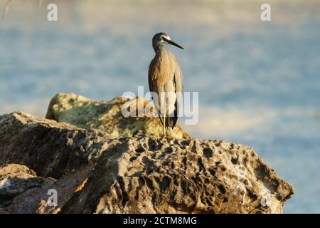 Vita con cangoroo, farfalla, natura a Noosa Head Australia Foto Stock