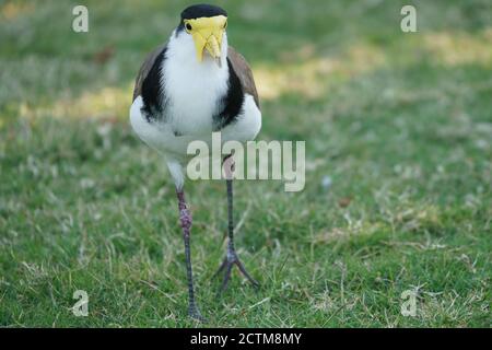 Vita con cangoroo, farfalla, natura a Noosa Head Australia Foto Stock