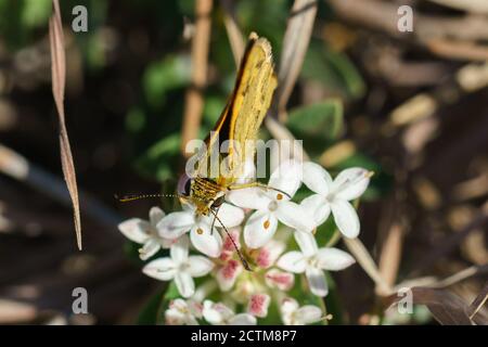 Vita con cangoroo, farfalla, natura a Noosa Head Australia Foto Stock