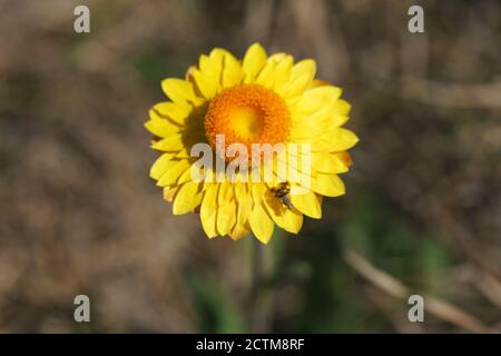 Vita con cangoroo, farfalla, natura a Noosa Head Australia Foto Stock