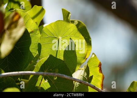 Vita con cangoroo, farfalla, natura a Noosa Head Australia Foto Stock