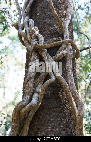 Vita con cangoroo, farfalla, natura a Noosa Head Australia Foto Stock