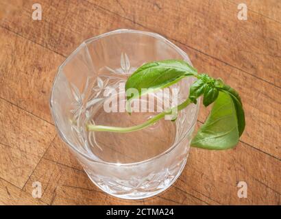 Ocimum basilicum, un basilico che taglia le radici in un bicchiere d'acqua Foto Stock