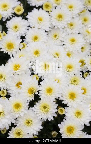 Crisantemo bianco fiori Foto Stock