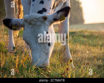 una mucca bianca con macchie nere mangia l'erba nel luce del mattino Foto Stock