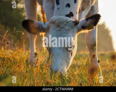 una mucca bianca con macchie nere mangia l'erba nel luce del mattino Foto Stock