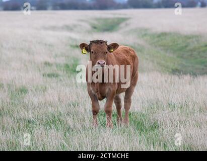 Mucche brune che pascolano in un campo a Saltfleet, Lincolnshire su un giorno nuvoloso di settembre Foto Stock