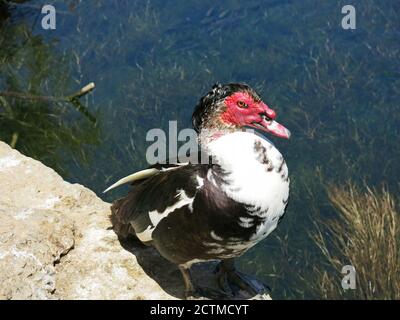 Cairina moschata anatra maschile fotografata nella zona umida di Almyros vicino a Heraklion, Creta, Grecia. Foto Stock