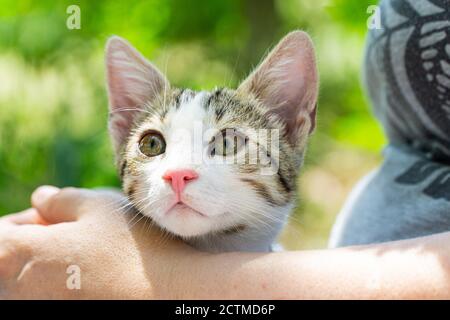 Carino Kitten che riposa vicino proprietario Foto Stock