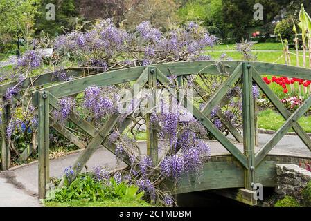 Glicine sinensis che cresce su un ponte ornamentale in legno nei giardini di Trenance a Newquay in Cornovaglia. Foto Stock