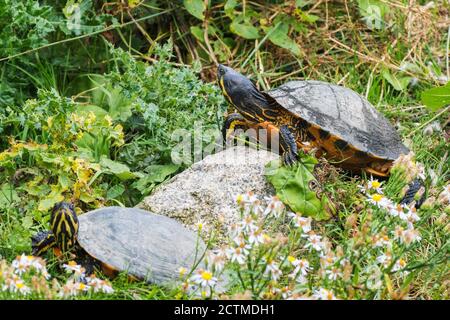 Abbandonati terrapiin di cursore giallo bellito rilasciato nella campagna in Cornwall Trachemys scripta. Foto Stock