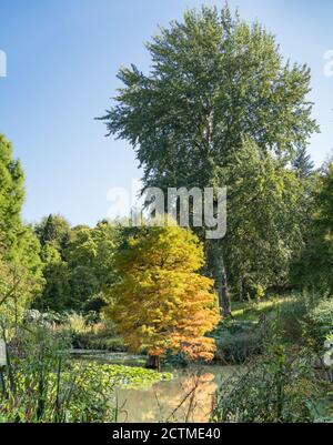 Acer sul laghetto di Lilly a Sir Harold Hiller Gardens Vicino a Romsey in Hampshire Foto Stock