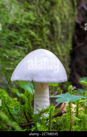 Bianco angelo distruttore primo piano Foto Stock