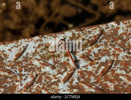 Il Darter Rosso è un dragonfly stout della famiglia dei Libellulidae. Come suggerisce il nome, trascorrono lunghi periodi arroccati e poi trattino fuori per afferrare la preda Foto Stock