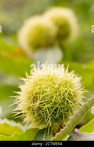 Castagne dolci su un albero in una giornata di sole in caduta - fuoco selettivo Foto Stock