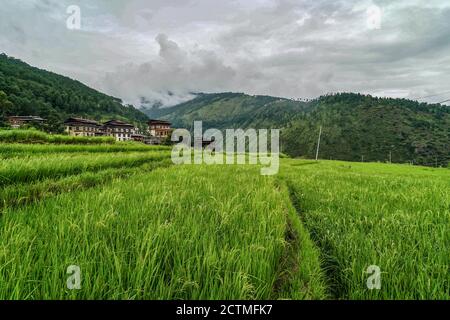 Villaggio tradizionale e campo di riso paesaggio in Punakha, Bhutan Foto Stock