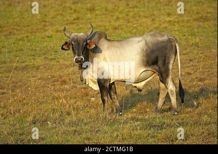 Bull, bovini domestici, Los Lianos in Venezuela Foto Stock