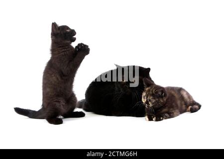 Femmine Inglesi Nere Shorthair Con Guscio Tartaruga Nero British Shorthair E Gattini Inglesi Nere Shorthair, Gatto Domestico Contro Sfondo Bianco Foto Stock