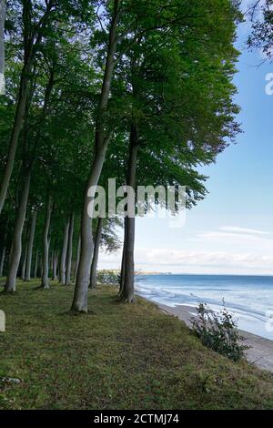 Faggi nella foresta di Faneskov sulla costa di Mon, Danimarca, Mar Baltico Foto Stock