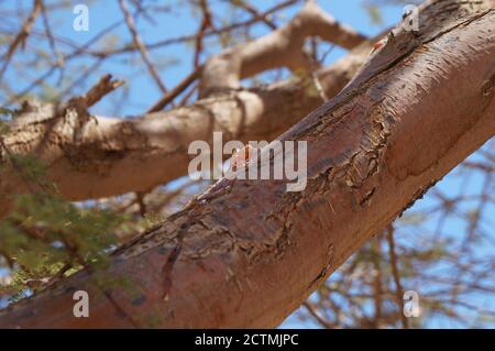 Gomma arabica anche conosciuta come gomma sudani sull'acacia abbaio di albero Foto Stock