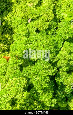 Prezzemolo, Petroselinum crispo ‘Afrodite’. Foto Stock