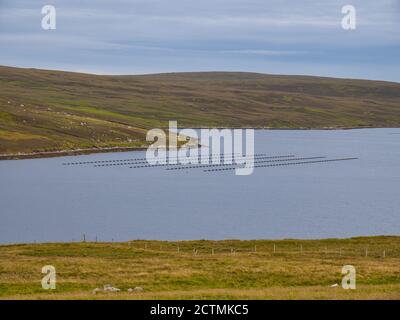 Acquacoltura scozzese - allevamento di muschi a fune a Shetland, Scozia, Regno Unito Foto Stock