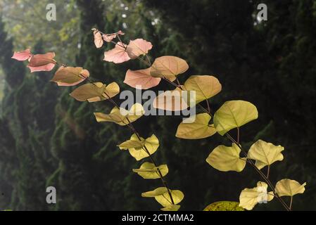 Huaian, Huaian, Cina. 24 Settembre 2020. JiangsuÃ¯Â¼Å'CHINA-il 22 settembre 2020, le piante sono particolarmente incantevoli sotto l'umidità della rugiada dall'antico fiume Huai in Huai 'An, provincia di Jiangsu. Quel giorno sono i 24 termini solari dell'equinozio autunnale, l'antico fiume Huaihe in Huai 'un gradualmente concentrato l'autunno, le foglie di piante hanno cominciato ad annidarsi e giallo, le piante nell'umidità della rugiada è particolarmente incantevole, ragno web presenta anche un sogno meraviglia. Credit: SIPA Asia/ZUMA Wire/Alamy Live News Foto Stock