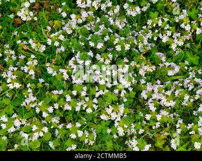 Primo piano di fiori di Eyebright (eufrasia officinalis) preso vicino Breckon sull'isola di yell a Shetland, Regno Unito in estate. Foto Stock