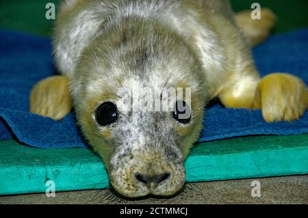 Guarnizione grigia (Herichoerus grypus) Pup, cappotto bianco, riposo in cura. Foto Stock