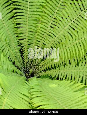 Felce verde come sfondo. Fern si allontana da vicino. Foto Stock