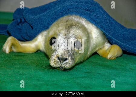 Guarnizione grigia (Herichoerus grypus) Pup, cappotto bianco, riposo in cura. Foto Stock