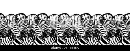 Zebre a righe motivo senza cuciture sfondo bianco isolato, zebra testa art bordo, animalistico in bianco e nero banner design, africano animale carta da parati Foto Stock