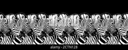 Zebre a righe motivo senza cuciture sfondo nero isolato, zebra testa art bordo, animalistico in bianco e nero banner design, africano animale carta da parati Foto Stock