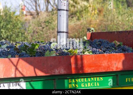 Il campionatore automatico per camion estrae l'uva dalla vendemmia a. analizzare il loro livello di glucosio e l'acidità per conoscere l'alcolizzato grado Foto Stock