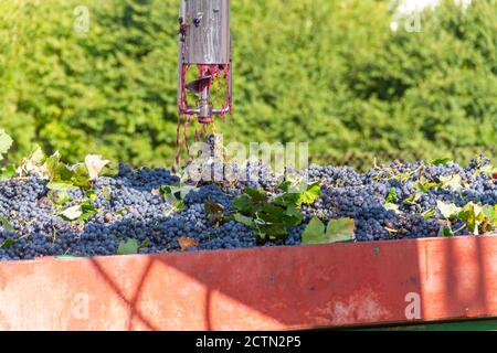 Il campionatore automatico per camion estrae l'uva dalla vendemmia a. analizzare il loro livello di glucosio e l'acidità per conoscere l'alcolizzato grado Foto Stock