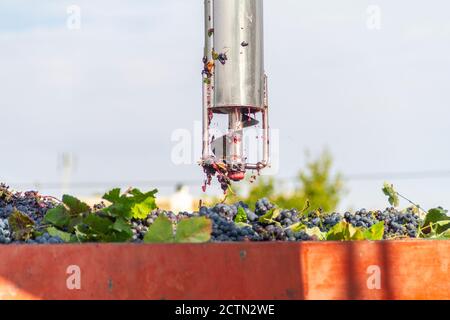 Il campionatore automatico per camion estrae l'uva dalla vendemmia a. analizzare il loro livello di glucosio e l'acidità per conoscere l'alcolizzato grado Foto Stock