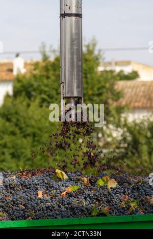 Il campionatore automatico per camion estrae l'uva dalla vendemmia a. analizzare il loro livello di glucosio e l'acidità per conoscere l'alcolizzato grado Foto Stock