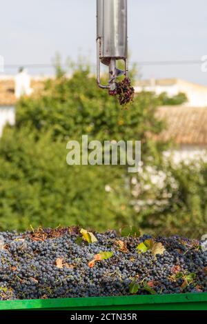 Il campionatore automatico per camion estrae l'uva dalla vendemmia a. analizzare il loro livello di glucosio e l'acidità per conoscere l'alcolizzato grado Foto Stock