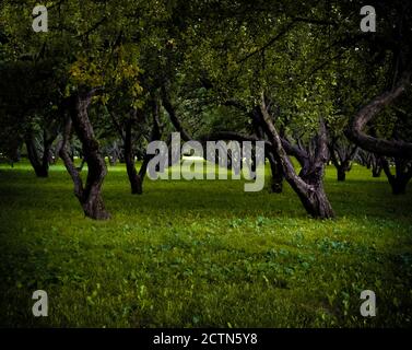 Prato strada tra alberi prato nel parco cittadino Foto Stock