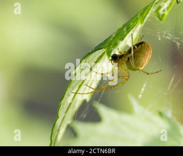 Green Orb Spider (Araniella cucerbitina) su foglia nel Derbyshire UK Foto Stock