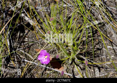 La pianta arcobaleno carnivora (Byblis gigantea), con fiori e gemme viola, in habitat naturale nell'Australia Occidentale Foto Stock