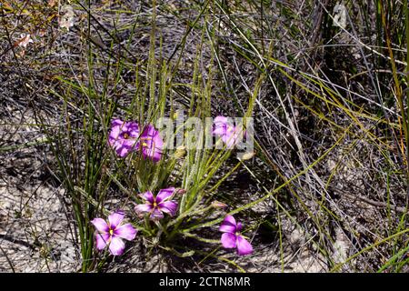 Pianta arcobaleno gigante (Byblis gigantea), con fiori viola, in habitat naturale nell'Australia Occidentale Foto Stock