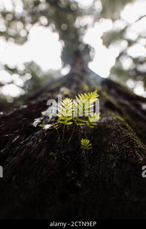 Da sotto di foglie verdi delicate che crescono sulla corteccia di albero in foresta umida il giorno di overcast Foto Stock