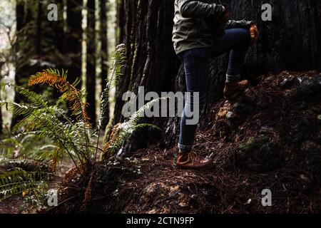 Vista laterale di Crop anonimo maschio explorer in outerwear in piedi in boschi vicino enorme albero durante il viaggio in autunno Foto Stock