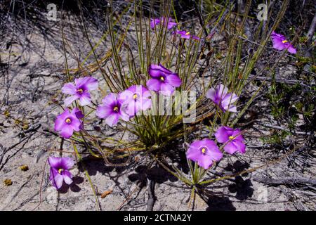 Pianta arcobaleno gigante (Byblis gigantea), con bellissimi fiori viola, in habitat naturale nell'Australia Occidentale Foto Stock