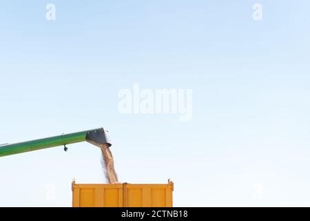 Basso angolo di dettaglio della mietitrebbiatrice che versa grano in rimorchio mentre si lavora in campo agricolo in campagna Foto Stock