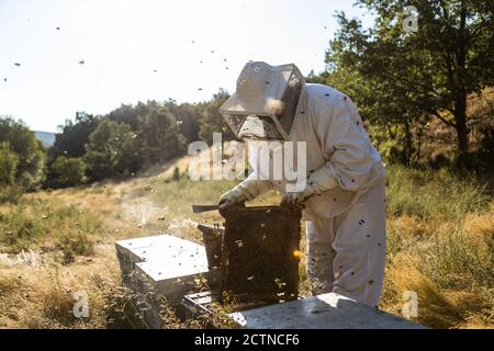 anonymous apekeeper in guanti protettivi fumigating alveare con fumatore mentre lavoro su apiary in giornata di sole Foto Stock